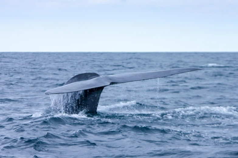 a tail fluffed up in the water