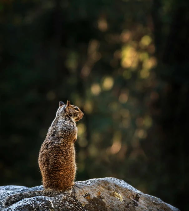 a small squirrel sitting on top of a rock