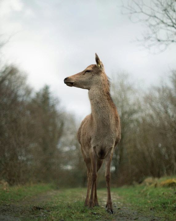 the large deer stands in the grassy area of a park