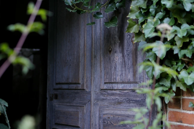 an image of door and wall with ivy on it