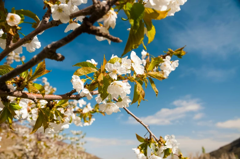 a view of some flowers growing on trees