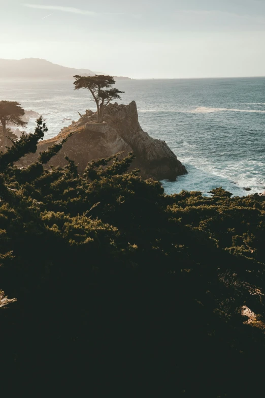 an old po of some trees by the ocean