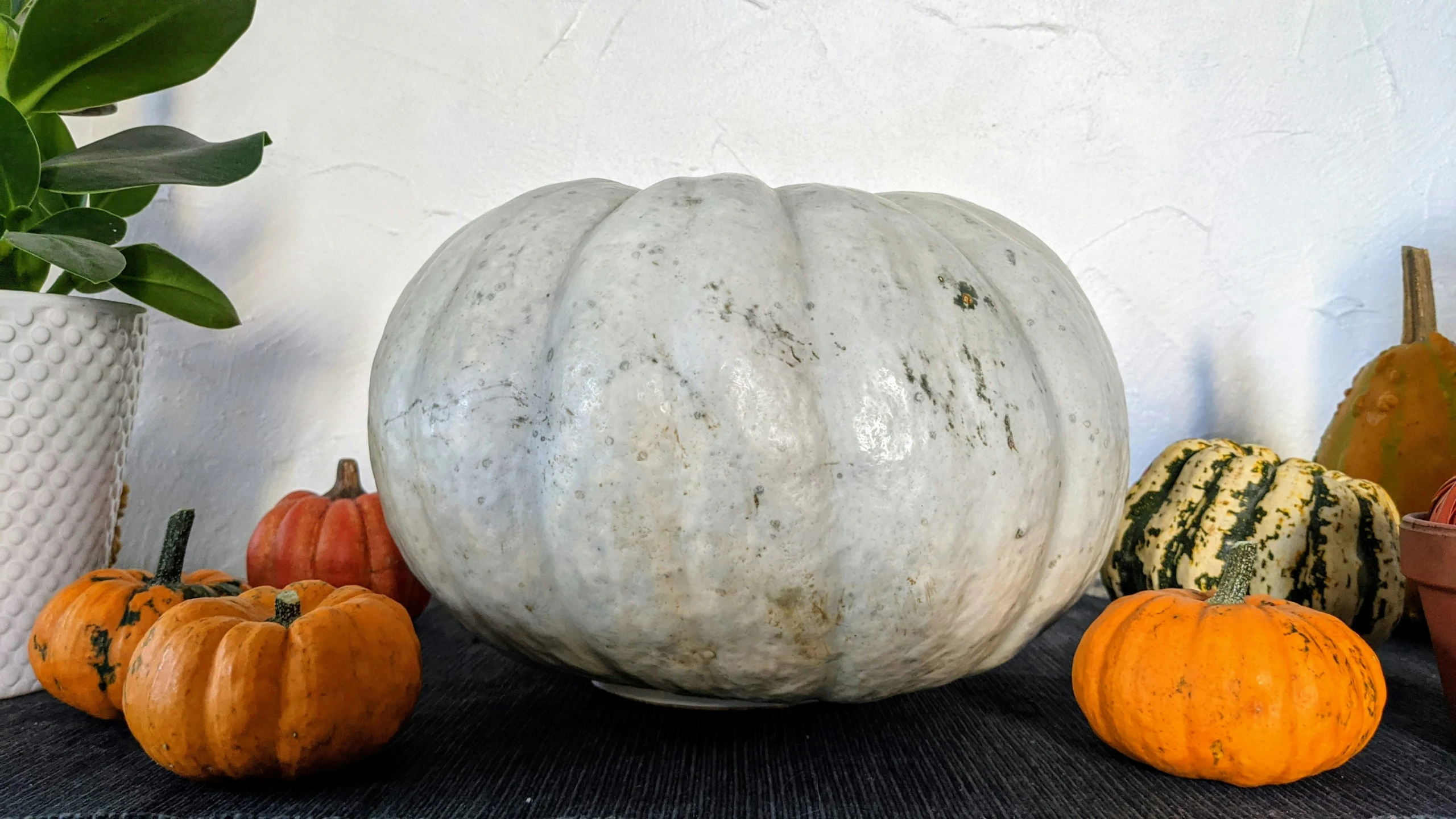 an assortment of pumpkins and planters on a black table