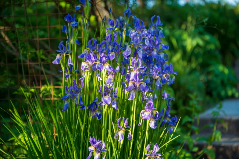 several purple flowers near some trees and grass