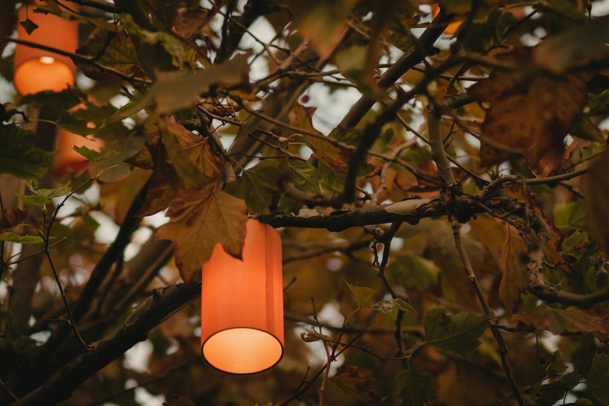 lanterns are lit up hanging from a tree