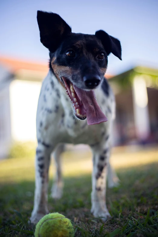 a dog that is standing in the grass with a ball