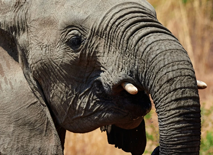 an elephant is standing near some bushes and grass