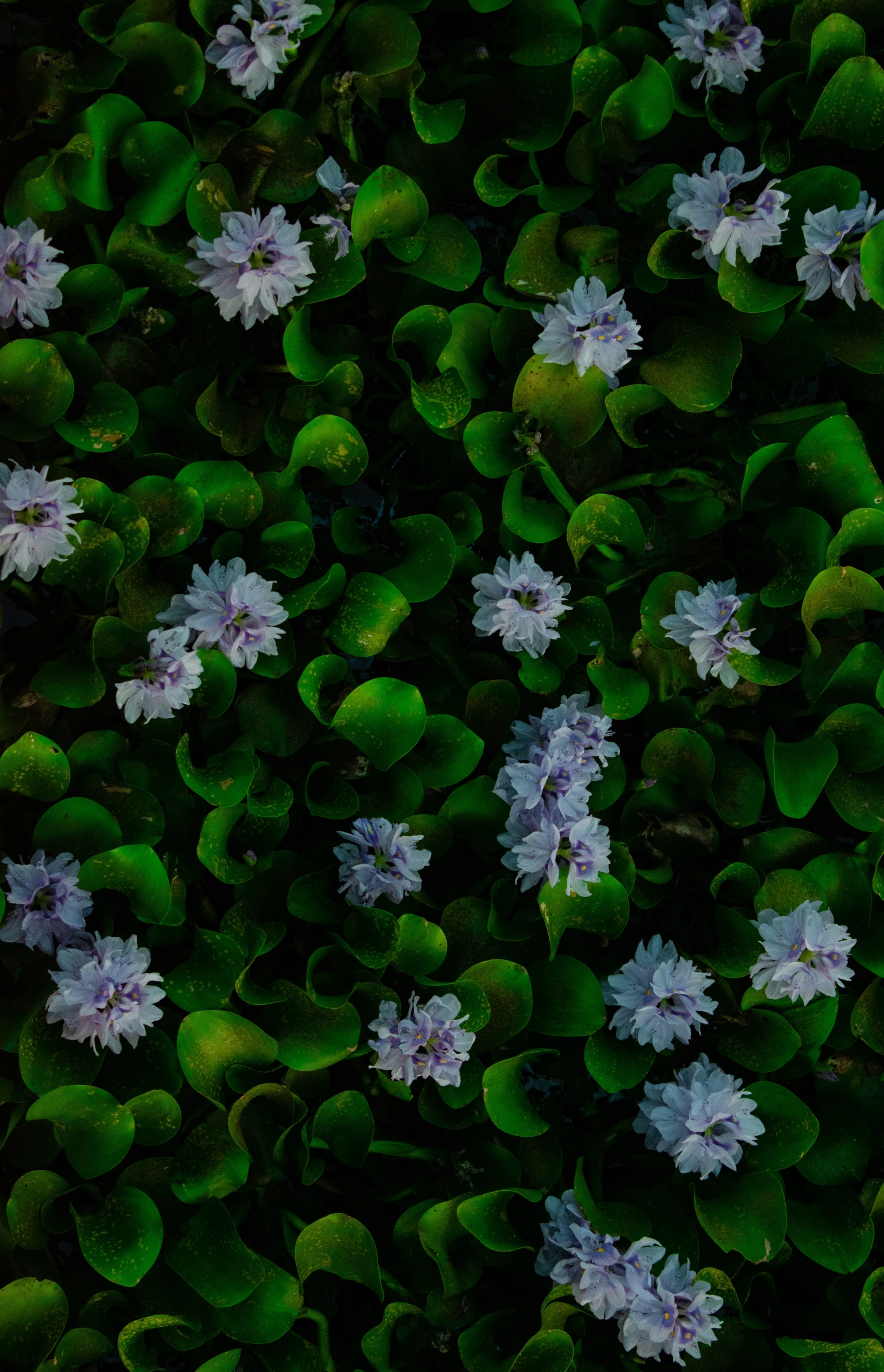 several very pretty flowers near one another