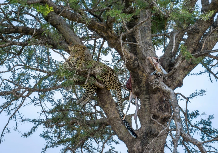 an animal that is in the tree eating