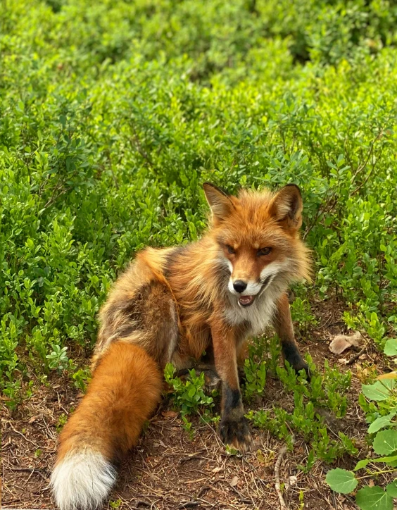 a fox on some grass and plants