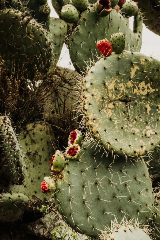 a large cactus with lots of red flowers