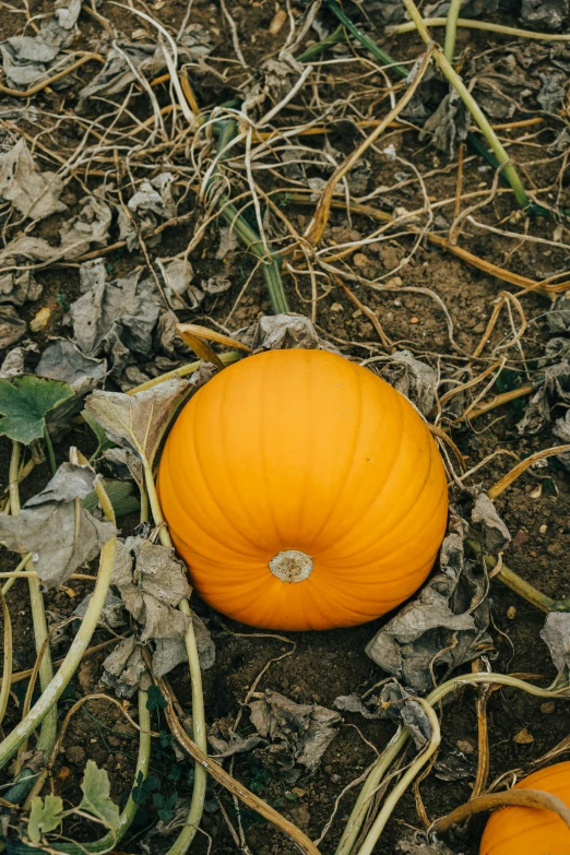 two pumpkins sit on the ground with weeds and leaves all around them