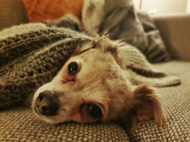 the dog lies on the couch with his eyes half closed