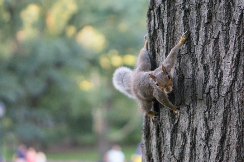 a squirrel standing up on a tree looking around