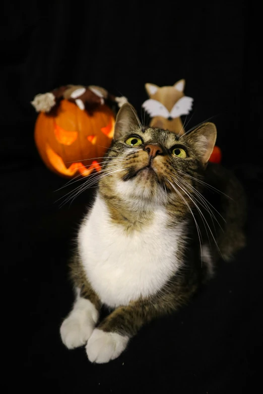 a cat is sitting by a carved pumpkin