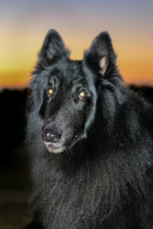 a black dog looks at the camera with a sunset in the background