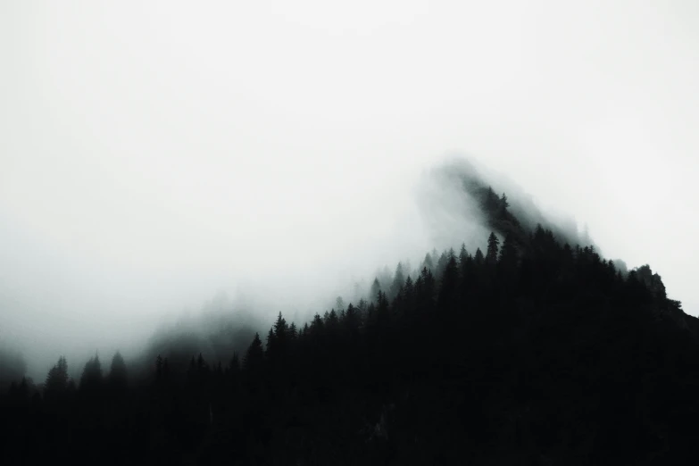 trees with dark mountains in the distance in the rain