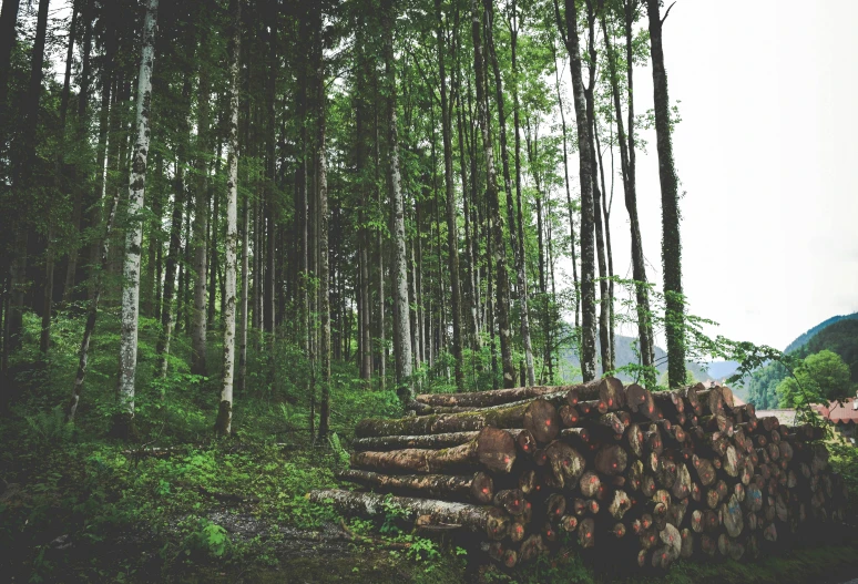 a bunch of logs are sitting in the grass