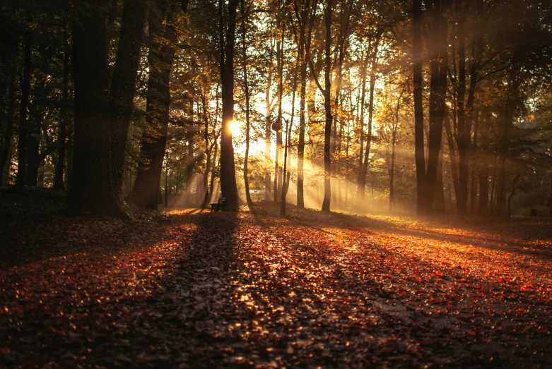 sunlight coming through the trees in a forest