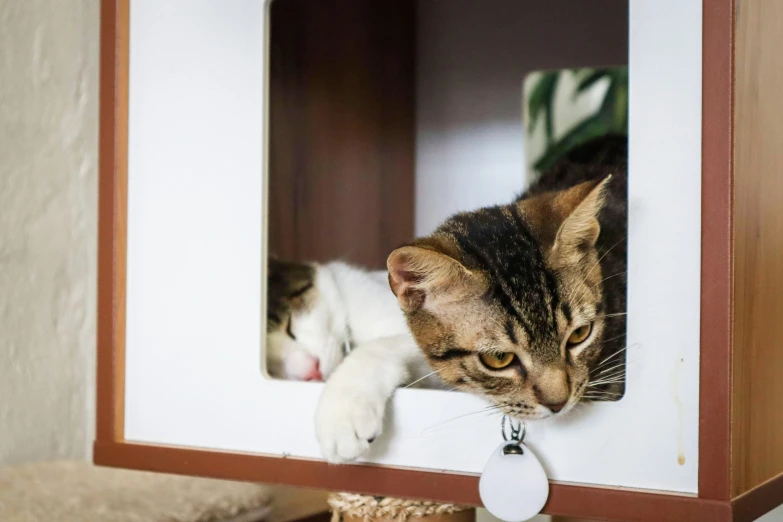 a small cat is looking out a cat house