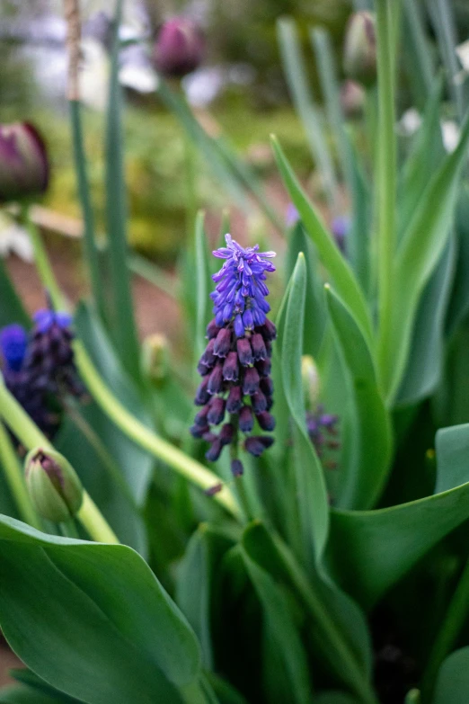 a close up of flowers that are very beautiful