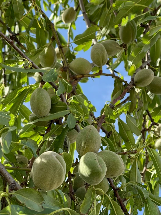 some fruits are growing on a nch on a sunny day