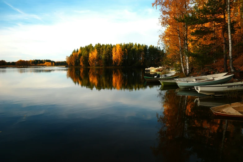 a bunch of boats are docked by some trees