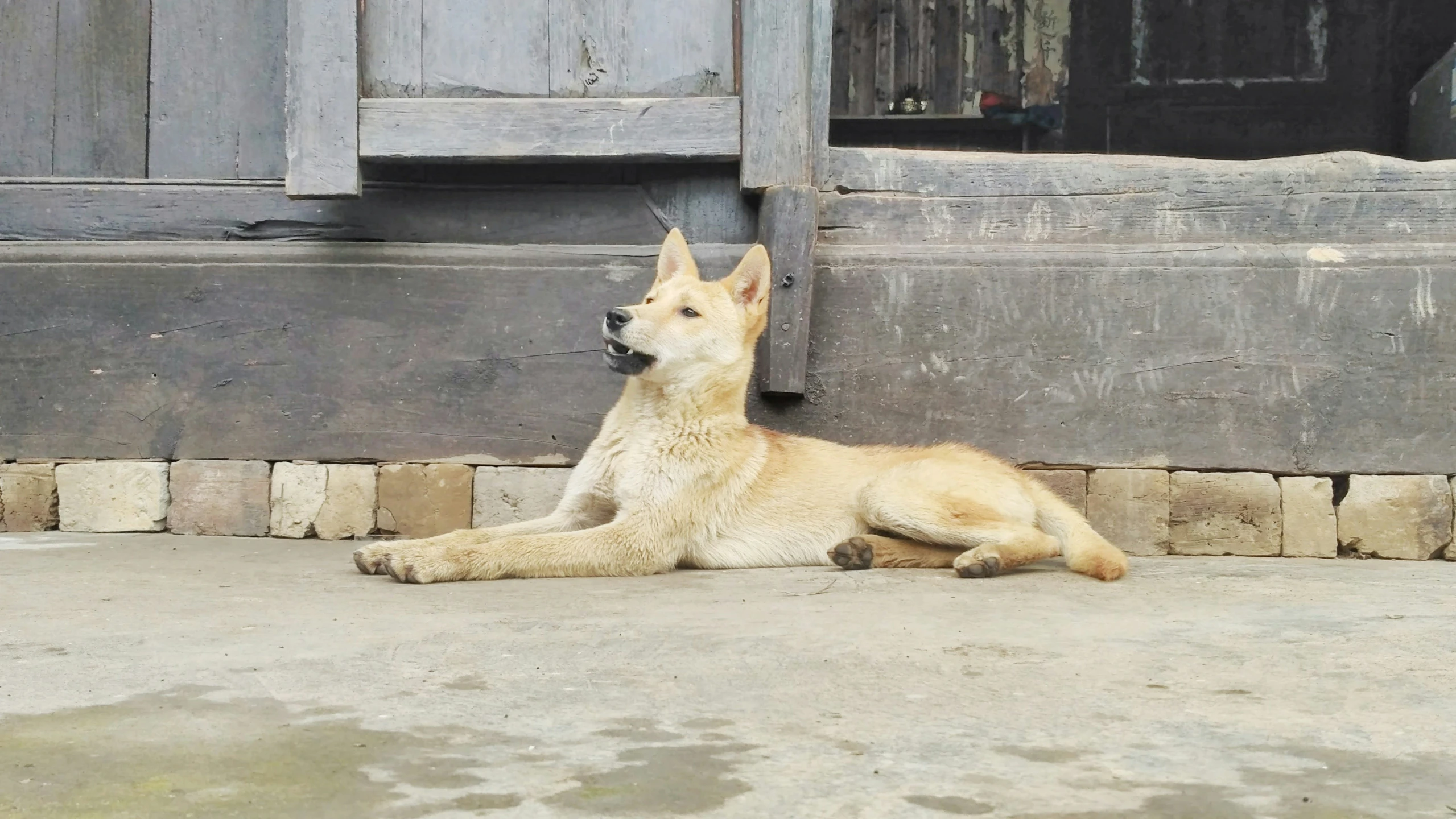 a brown and white dog sitting in front of a door