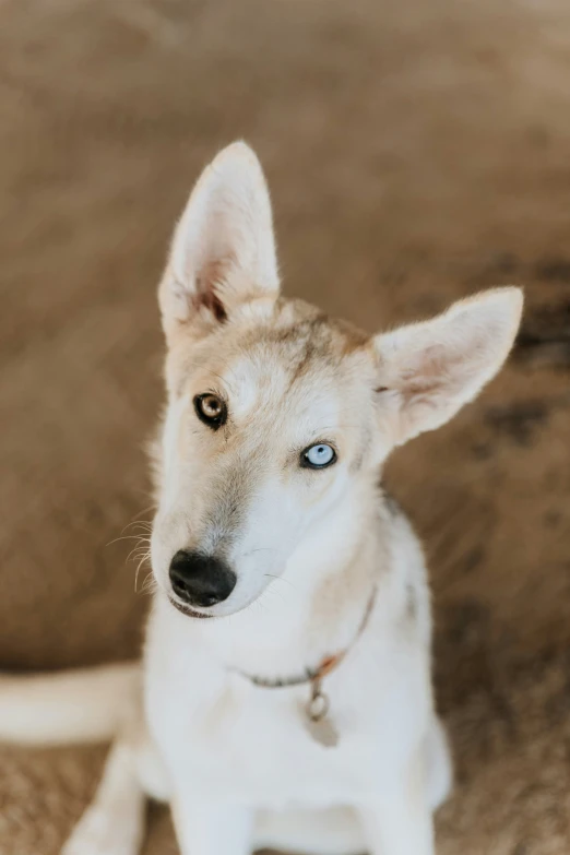 a white dog with light brown ears sitting on carpet