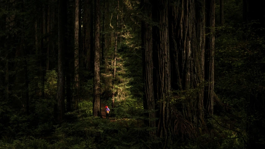 a man standing in the middle of a forest