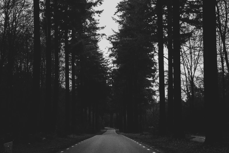 an empty road surrounded by tall trees in black and white