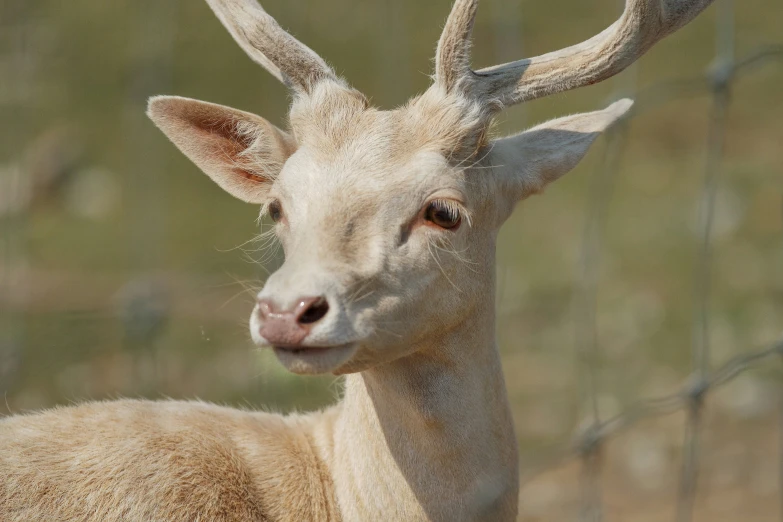 this is an image of a deer with very long horns