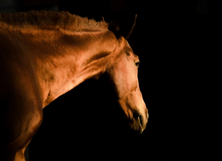 the back of a light brown horse in the dark