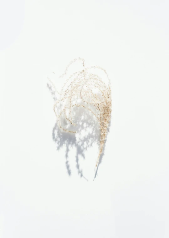 a couple of dried flowers on a white surface