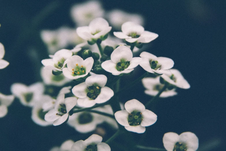 a cluster of white flowers against a blue background