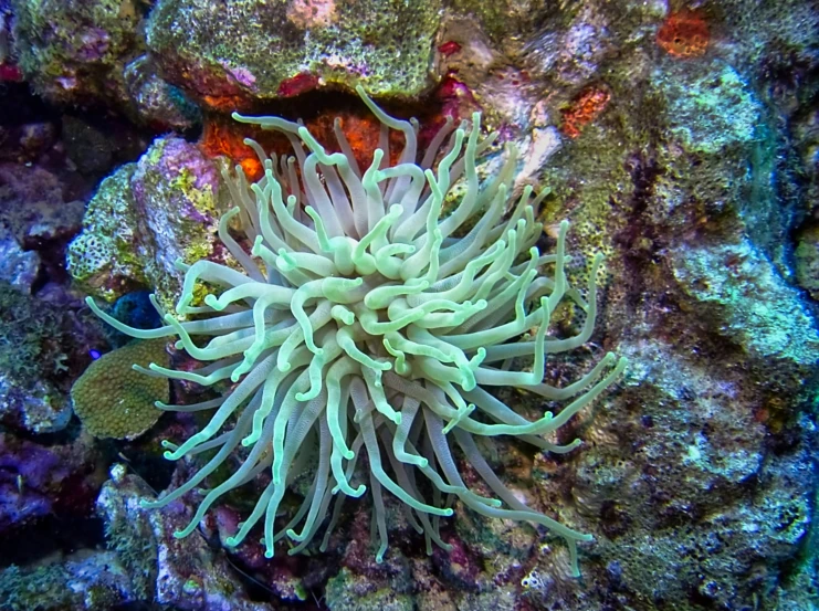 anemone with white tentacles sits on a coral