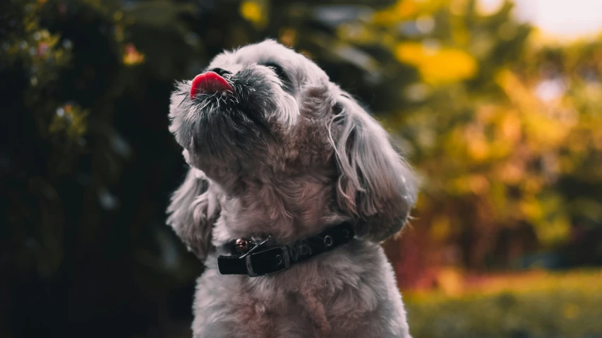 a small dog with a red ball in his mouth