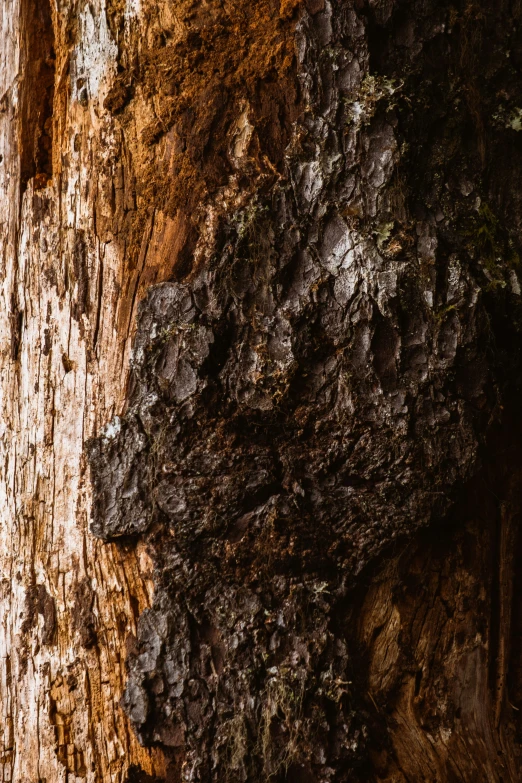 the bark of a tree shows chipped bark