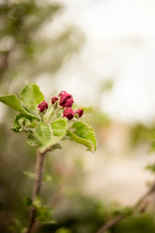 red berries on a leafy green stem outside