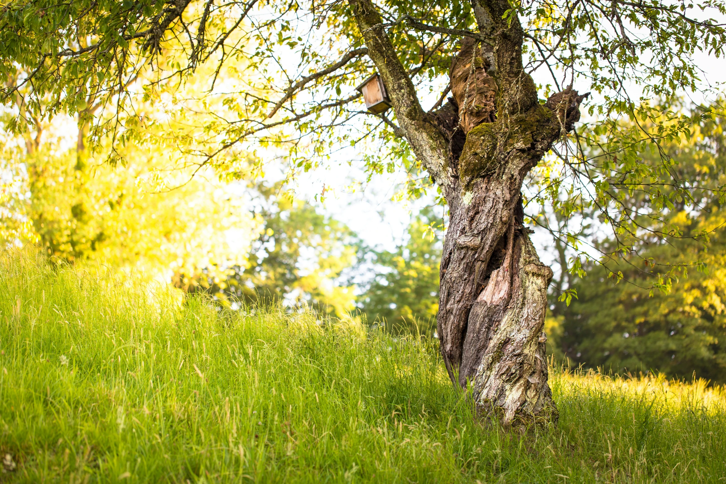 a tree that is leaning to its side and some leaves growing on the trunk