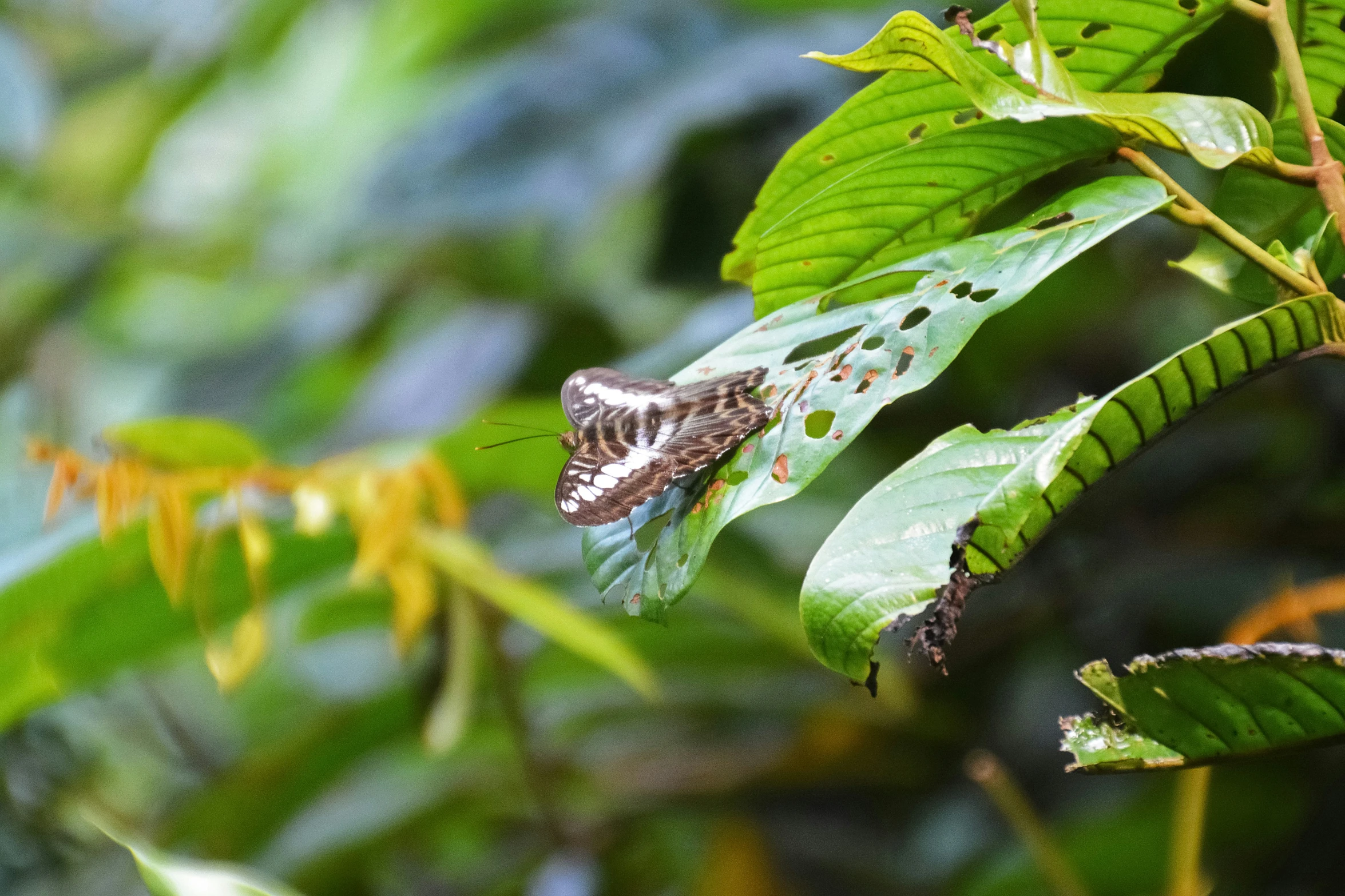 a bug sitting on a leaf on a tree