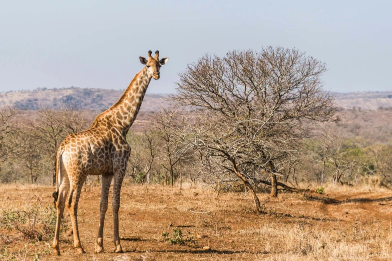 a giraffe in a dirt field with small trees