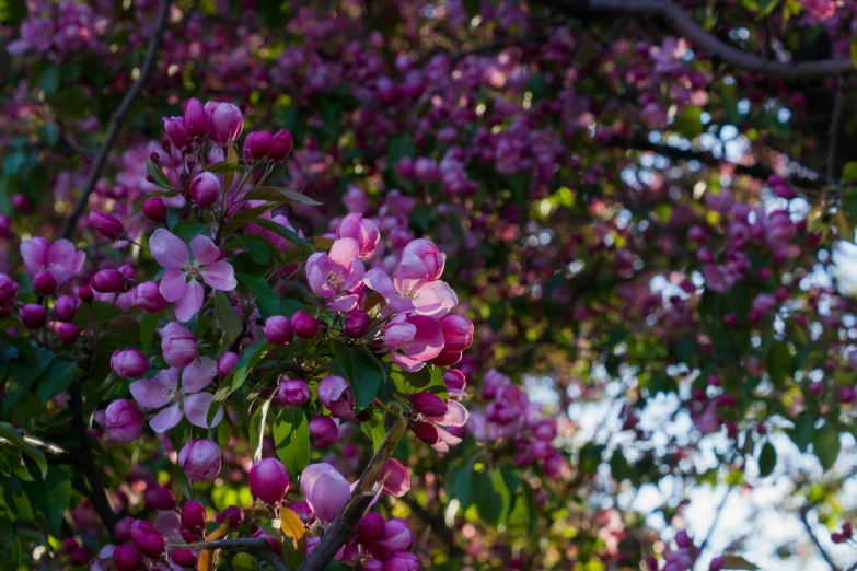 pink flowered trees in a park area during the day