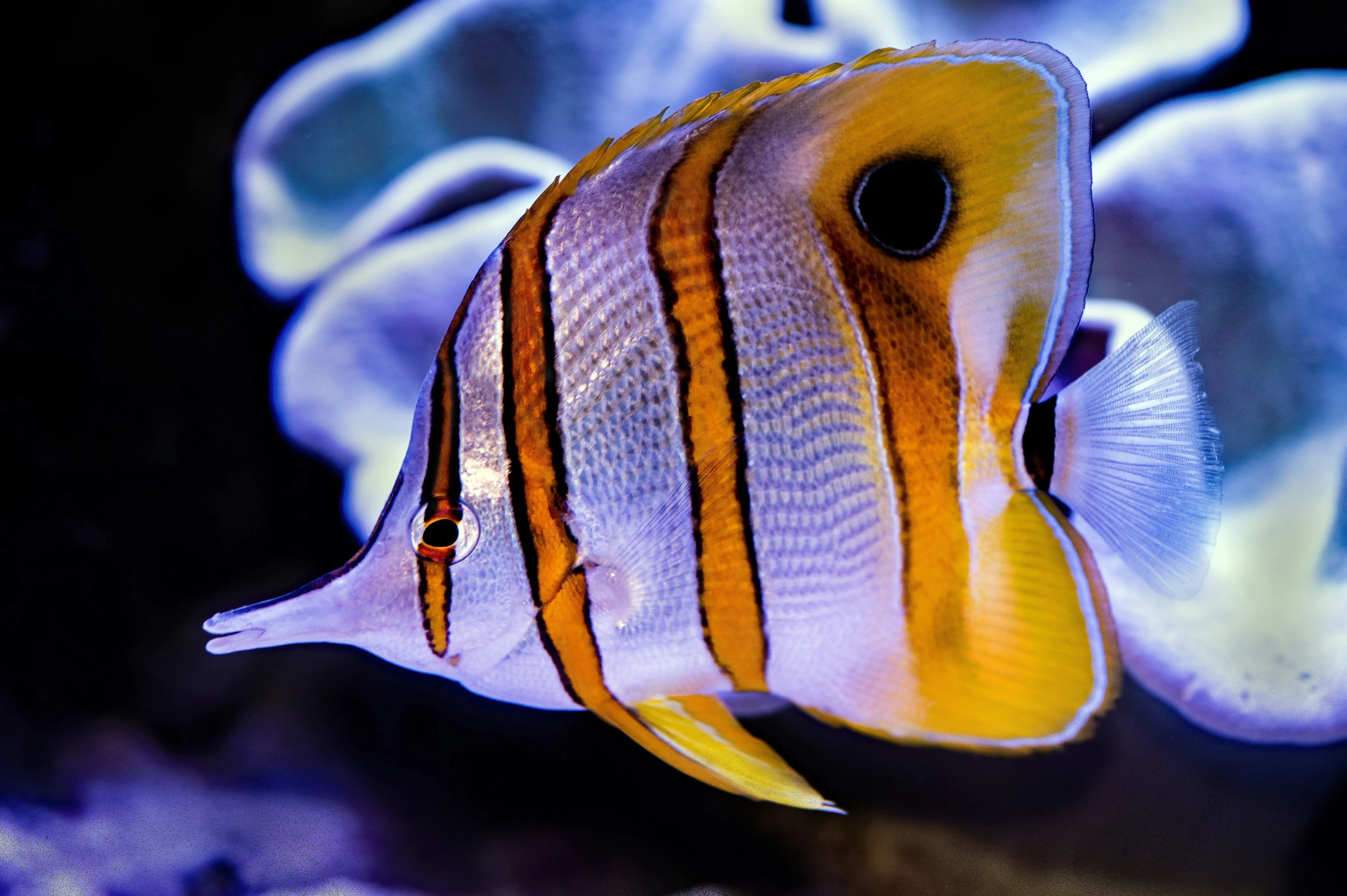 a small orange and white fish in the water