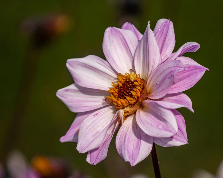 a close up of a purple flower with yellow centers