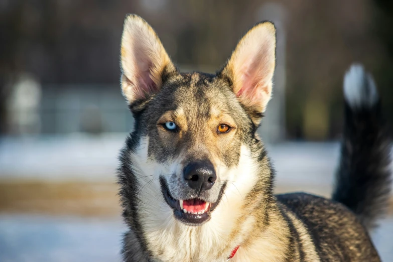 a very cute dog in the snow by itself