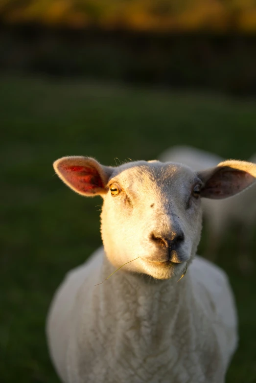 a white sheep is looking into the camera