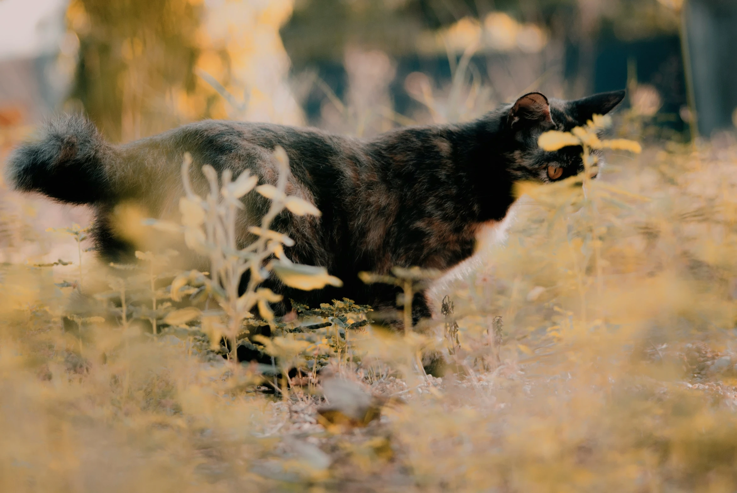 a cat standing in some dry grass and weeds