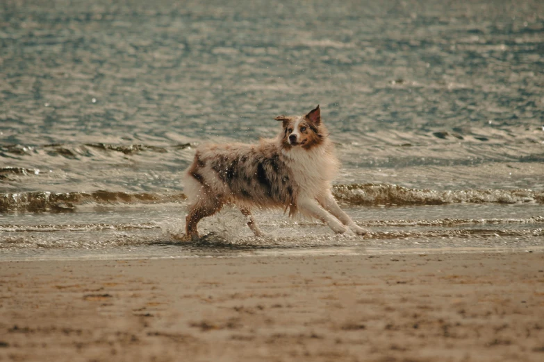 a dog is running on the beach with the tide coming in