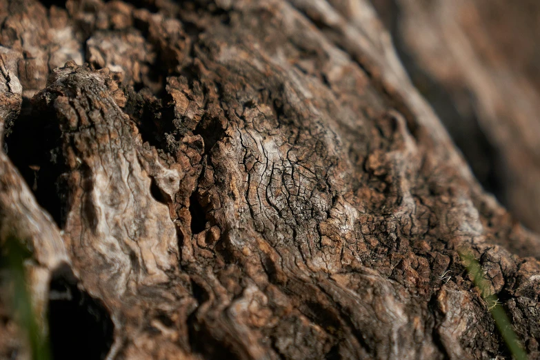 a tree trunk with small holes on the surface